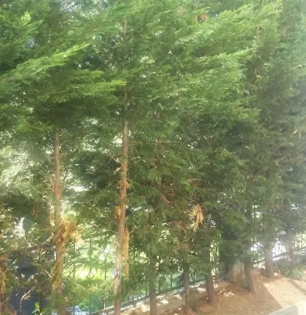Orman Icinde Villa 2 فيلة *